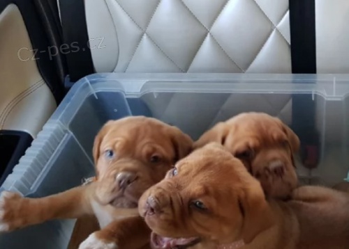 �t��ata Dogue de bordeaux k adopci