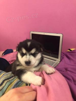 �t��ata ALASKAN MALAMUTE  k adopci