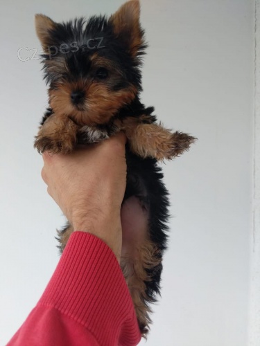 Jork��rsk� teri�r hledat �t��ata nov�ch domov� k adopci.