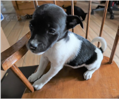 �t��ata Prague Ratter pot�ebuj� nov� rodiny