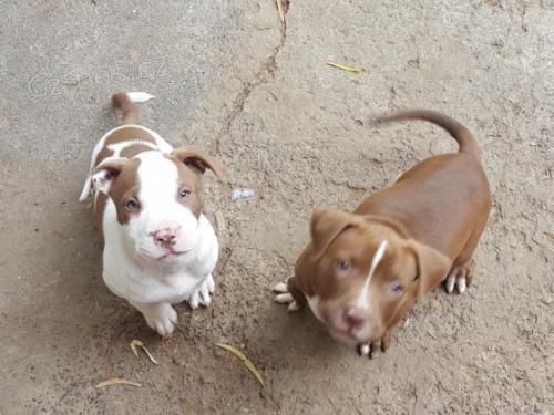 Americk� pitbulteri�r pro nov� domy