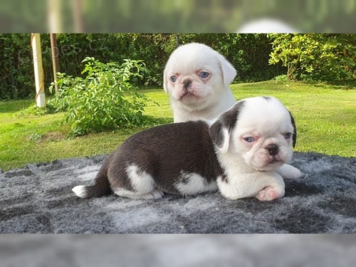 b�l� mops k dispozici �t��ata