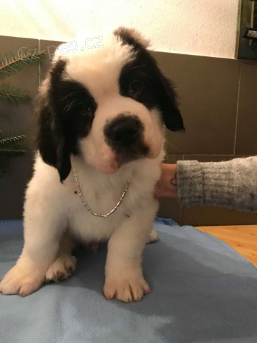 svat� bernardsk� �t��ata