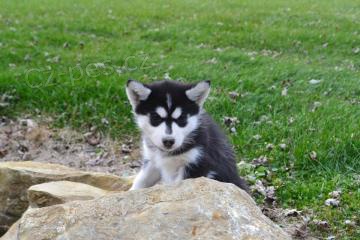 ڞasn� �t���tka sibi�sk�ho husky