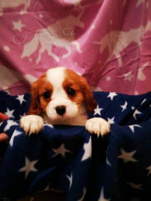 �t��ata kaval�rsk�ho kr�le s rodokmenem