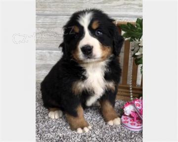 Bernsk� sala�nick� pes �t��at pes a fena