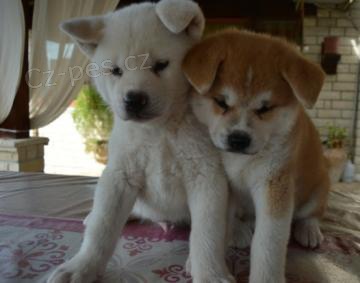 �t��ata  Akita-Inu Japonsk� 
