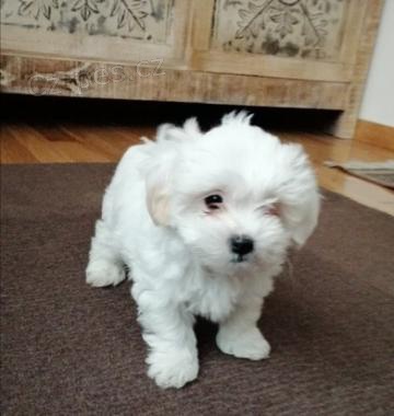 N�dhern� maltsk� �t���tka pro dobr� domovy