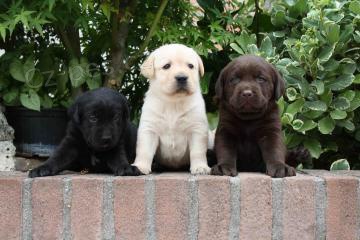 Zdrav� �t���tka labradorsk�ho retr�vra