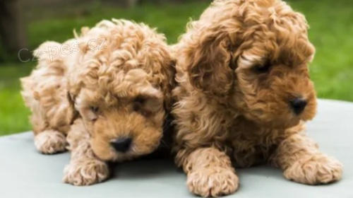 Zdrav� �t���tka pudla pro dobr� domov