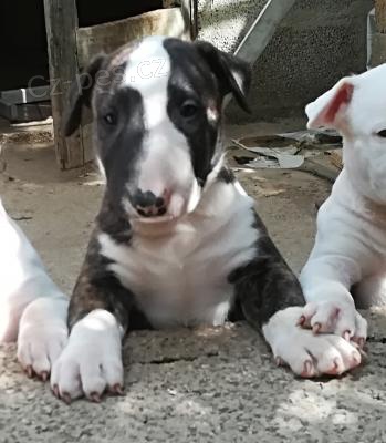 �t���tka anglick�ho bulteri�ra pro dobr� domov