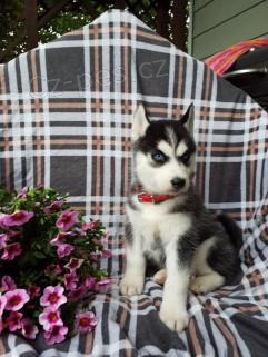 N�dhern� �t���tka sibi�sk�ho husky