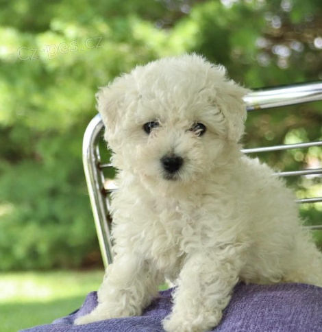 P��e o �t���tka Bichon Frize pro dobr� domov