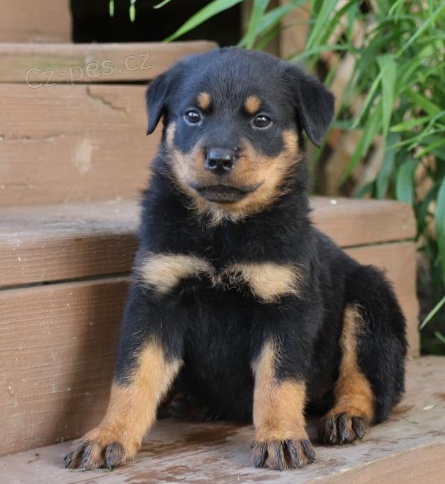 Atraktivn� �t��ata rotvajler� pro dobr� domov