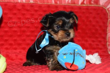 ڞasn� �t��ata Yorkshire Terrier k adopci
