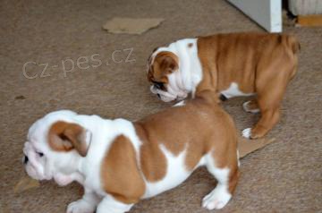 Roztomil� �t���tka anglick�ho buldoka k adopci