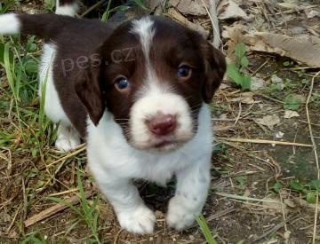 Roztomil� �t���tka anglick�ho �pringr�pan�la k adopci