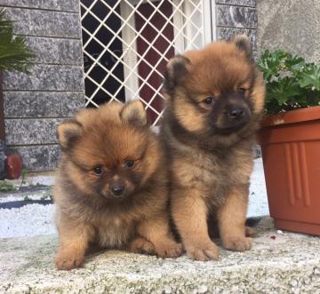 N�meck� �piciov� �t���tka k adopci