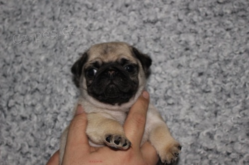 Kr�sn� mopsl�ci