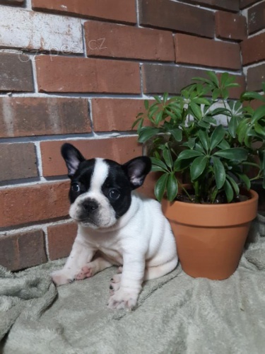 K dispozici jsou oslniv� �t��ata francouzsk�ho buldoka