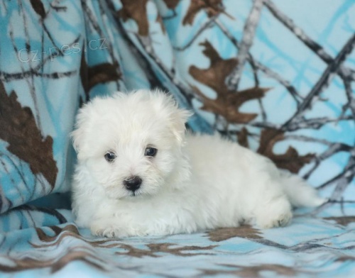 k dispozici energick� maltsk� �t���tka