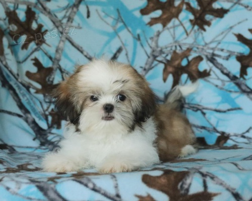 p��telsk� �t���tka Shih Tzu pro dobr� domov