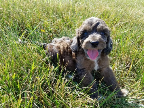 Miluj�c� �t��ata Cockapoo pro dobr� domov