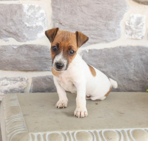Vynikaj�c� Jack Russell Terrier k adopci