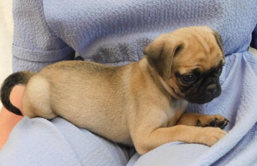 Vynikaj�c� Mops �t��ata k adopci