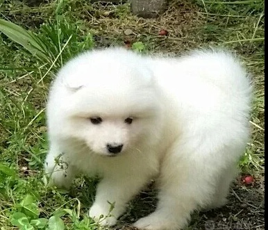 Kr�sn� samojed �t���tka pro dobr� domov