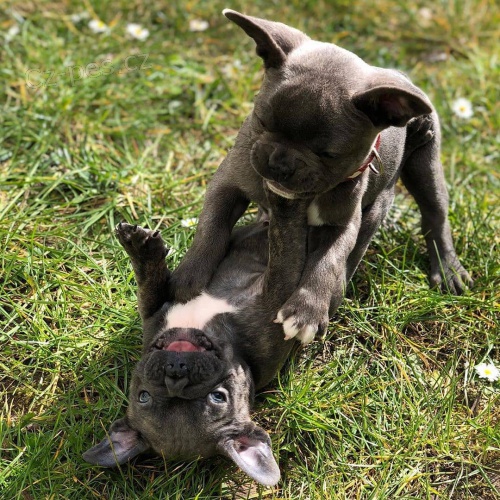 roztomil� �t��ata francouzsk�ho buldo�ka.