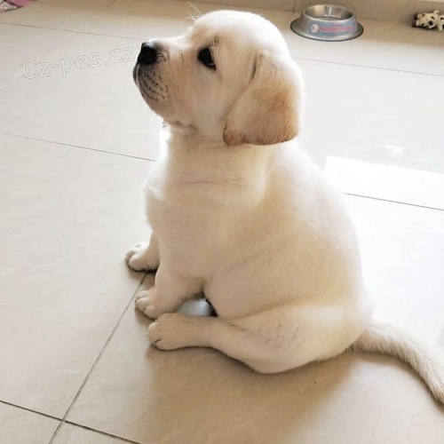 roztomil� �t���tka zlat�ho retr�vra