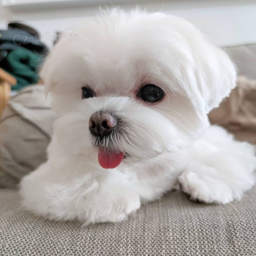 roztomil� maltsk� �t��ata.