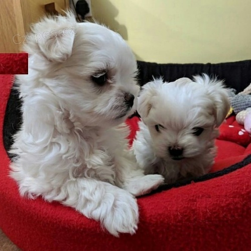 roztomil� maltsk� �t��ata.