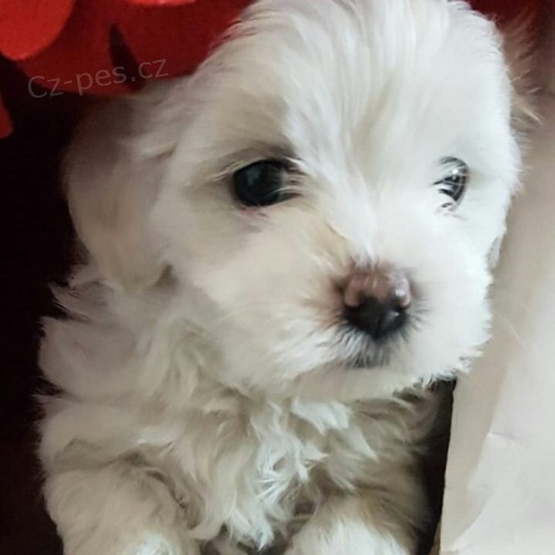 roztomil� maltsk� �t��ata.