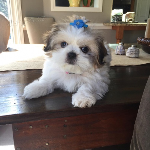 roztomil� shih tzu �t��ata.