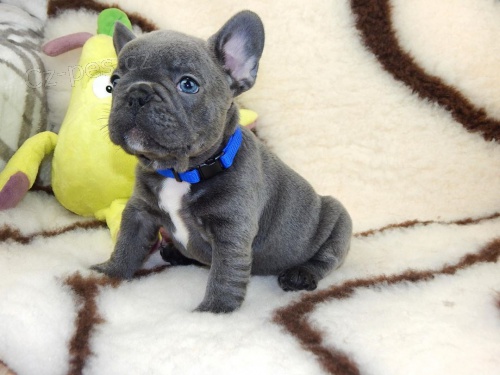 roztomil� �t��ata francouzsk�ho buldo�ka.