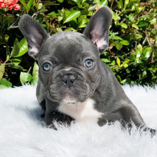 roztomil� �t��ata francouzsk�ho buldo�ka.