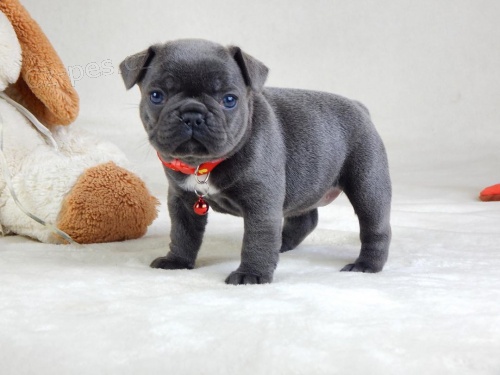 roztomil� �t��ata francouzsk�ho buldo�ka.