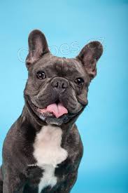 - Roztomil� francouzsk� buldo�ek a fena p�ipraven� pro nov� domov pro v�ce informac� a fotografi� po�lete sv� WhatsApp ��slo