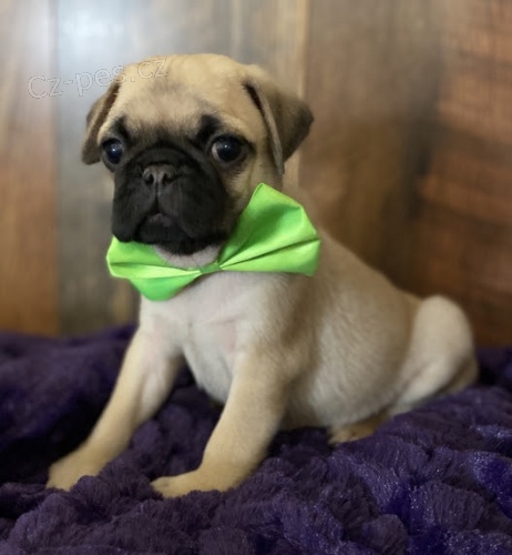 Kr�sn� mu�sk� a �ensk� mopsl�ci