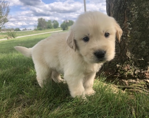 Kr�sn� zlat� retr�vr