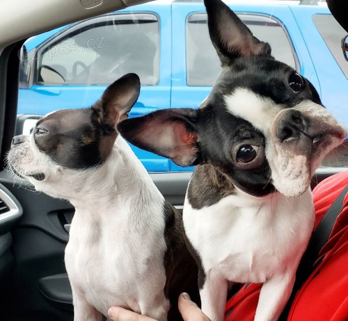 roztomil� �t��ata Bostonsk�ho teri�ra