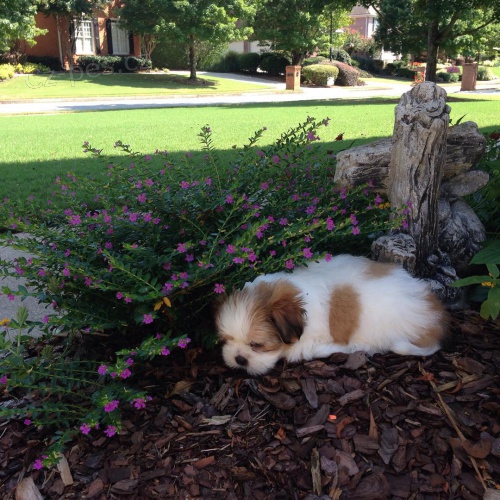 roztomil� shih tzu �t��ata.