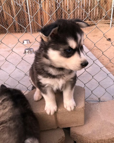 roztomil� �t���tka sibi�sk�ho husky