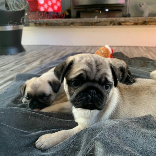 roztomil� Mops �t��ata