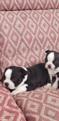 roztomil� �t��ata Bostonsk�ho teri�ra