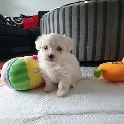 Kr�sn� �t���tka malt�tina