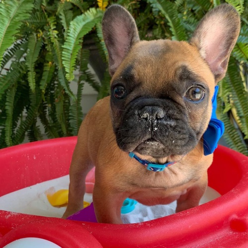 roztomil� �t��ata francouzsk�ho buldo�ka.