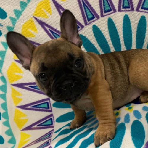 roztomil� �t��ata francouzsk�ho buldo�ka.